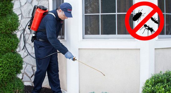 Düzce Tahtakurusu İlaçlama böcek ilaçlama ve haşere kontrolü — ilaclama-tr.com
